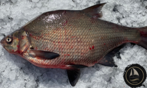 Värske roogitud latikas "keskmine" (1kg)