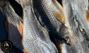 Kuivatatud särg (1kg)
