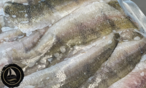 Külmutatud ahvenafilee 500gr vaakumis (tk)