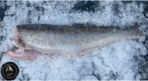 Värske koharümp (1kg)
